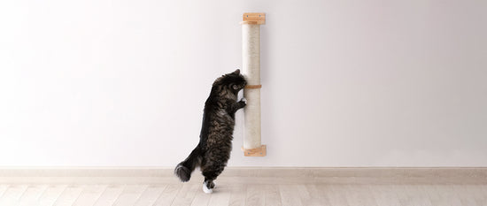 Best Wall Cat Scratchers in 2022 - Reviews & Buyers Guide