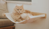 A cat on wall hammock