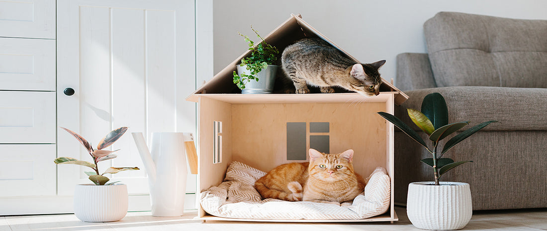 How to Catify Your Home: Tips for Turning Your House Into a Feline Wonderland